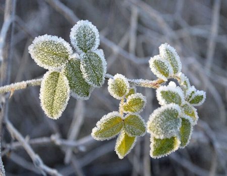 سرمای شبانه در خراسان رضوی ماندگار است