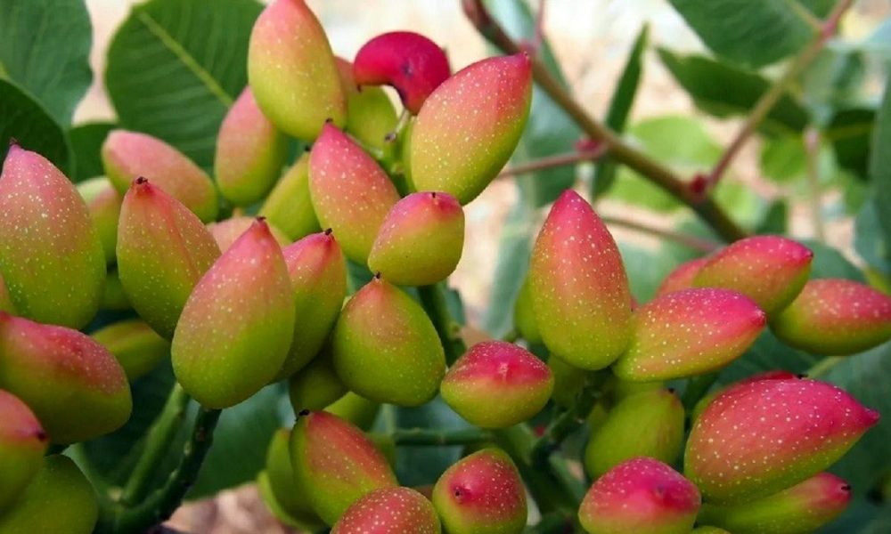 پسته خراسان رضوی؛ خندان نیست